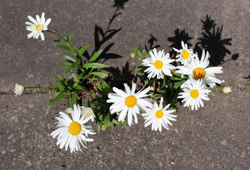 Paper clutter grows like weeds