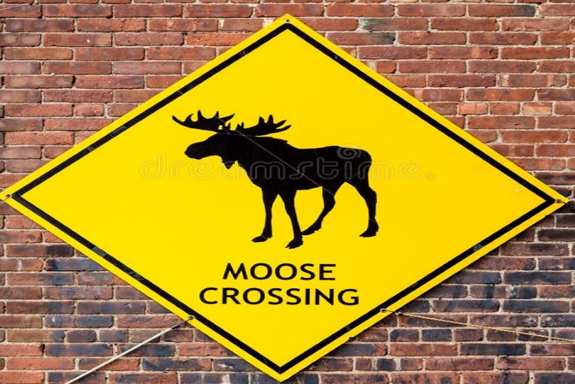 "Moose" refers to Robert Bly's description of himself