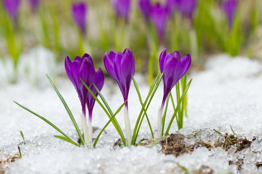 What ARE the first signs of Spring -- tax documents arriving in the mail?